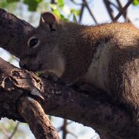 062007-redsquirrel-002