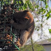 062007-redsquirrel-012