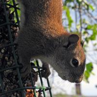 062007-redsquirrel-016