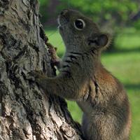 062008-squirrel-002