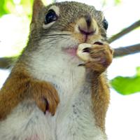 062008-squirrel-005