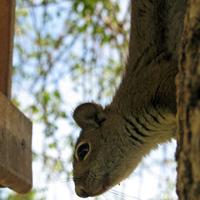 062008-squirrel-015