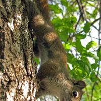 062008-squirrel-017