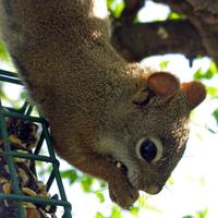 062008-squirrel-024