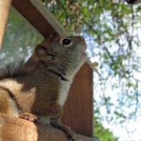 062008-squirrel-030