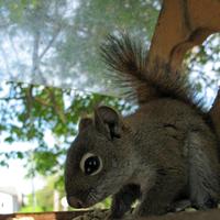 062008-squirrel-042