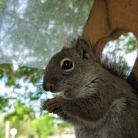 062008-squirrel-047
