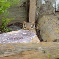 062324-chipmunks-009