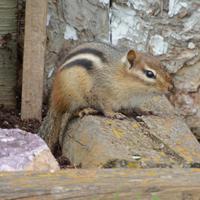 062324-chipmunks-011