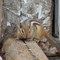 062324-chipmunks-015