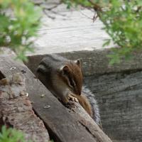 062324-chipmunks-019