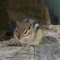 062324-chipmunks-027