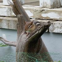 062324-chipmunks-030