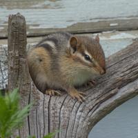 062324-chipmunks-040