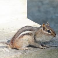 062324-chipmunks-056