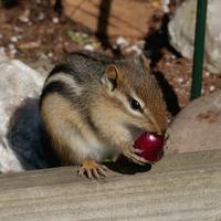 062324-chipmunks-059