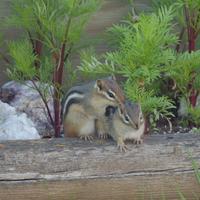 062324-chipmunks-088