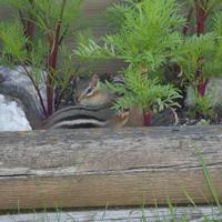 062324-chipmunks-093