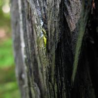 062609-centennialpark-036