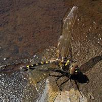 062609-centennialpark-064