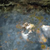 062609-centennialpark-082