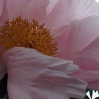 070111-flowers-009