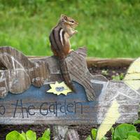 070614-chipmunk-001