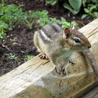 070614-chipmunk-007