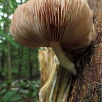 0712-071613-NorthShoreHiking-158