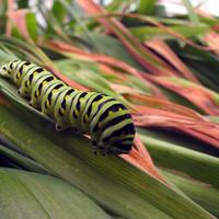 072606a-caterpillar-003