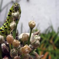 072606a-caterpillar-006