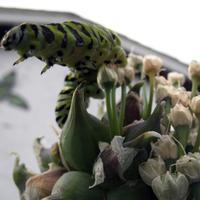 072606a-caterpillar-008
