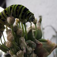 072606a-caterpillar-009