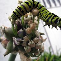 072606a-caterpillar-010