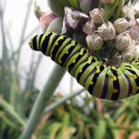 072606a-caterpillar-013