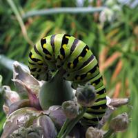 072606a-caterpillar-018