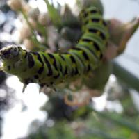 072606a-caterpillar-021
