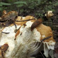 073116-kakabekafalls-005