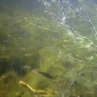 0807-081410-highwindlakecamp-078