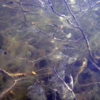 0807-081410-highwindlakecamp-079