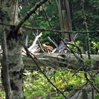 0807-081410-highwindlakecamp-366