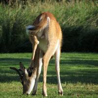 081112-MissionIsland-DeerHoggy-007