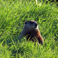 081112-MissionIsland-DeerHoggy-031