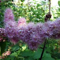 0815-081914-NorthShoreHiking-005
