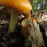 0815-081914-NorthShoreHiking-280