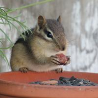 081625-chipmunks-005
