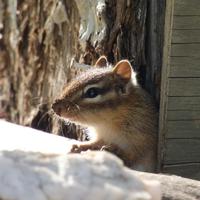 081625-chipmunks-013