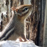 081625-chipmunks-014