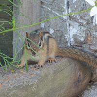 081625-chipmunks-017