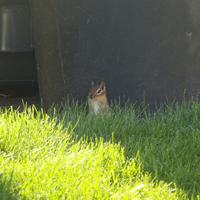 081625-chipmunks-026